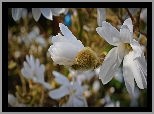 Gałęzie, Kwiaty, Magnolia
