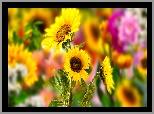 Kwiaty, Słoneczniki, Grafika 2D
