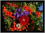 Kwiaty, Jarzębina