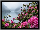 Rododendrony, Kwiaty, Jezioro, Mgła, Grafika