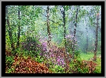 Lato, Las, Brzozy, Liście, Kwiaty, Rododendrony, Różaneczniki, Park Narodowy Peak District, Hrabstwo Derbyshire, Anglia
