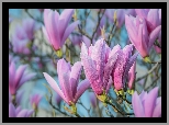 Kwiaty, Różowa, Magnolia