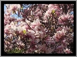 Kwiaty, Magnolia