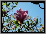 Kwiaty, Magnolii