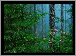 Las, Drzewa, Różanecznik, Kwiaty, Paprocie, Mgła