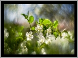 Kwiaty, Drzewo owocowe, Bokeh