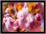Kwiaty, Wiśnia japońska, Drzewo owocowe, Liście