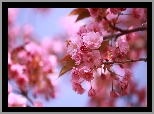 Wiśnia japońska, Różowe, Kwiaty, Drzewo owocowe