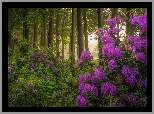 Las, Drzewa, Krzewy, Kwiaty, Fioletowe, Rododendrony