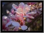 Kwiaty, Magnolia, Światło, Rozmycie