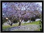 Łąka, Kwitnąca, Jacaranda