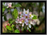 Kwitnąca, Gałązka, Drzewo owocowe, Jabłoń
