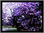 Park, Kwitnąca, Jacaranda