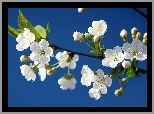 Kwitnące, Drzewo, Owocowe, Białe, Kwiaty