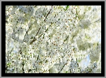 Kwitnące, Drzewo owocowe, Białe, Kwiaty