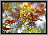 Kwitnące, Drzewo, Bokeh, Rozmycie