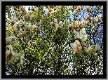 Wiosna, Kwitnąca, Magnolia
