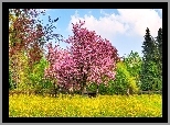 Kwitnące, Drzewo, Wiśni, Łąka