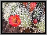 Kwitnący, Kaktus