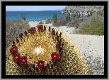 Kwitnący, Kaktus, Wyspa Katalina, Meksyk