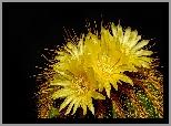 Kwitnący, Kaktus, Żółte, Kwiaty