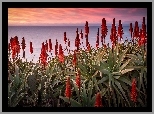 Kwitnący, Aloes, Morze, Zachód słońca
