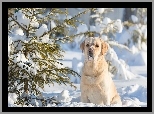 Labrador, Retriever, Śnieg, Zima, Iglaki