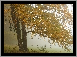 Jesień, Drzewa, Mgła, Łąka