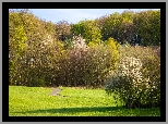 Wiosna, Łaka, Las, Ścieżka, Drzewa