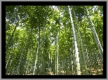 Las, Bambusowy