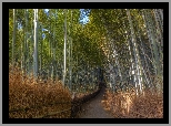 Bambusy, Las bambusowy, Droga, Arashiyama, Kioto, Japonia