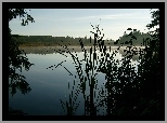 Las, Jezioro, Drzewa, Trzciny