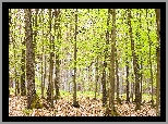 Wiosna, Las, Drzewa, Opadłe liście