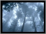 Drzewa, Las, Mgła