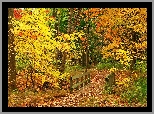 Las, Mostek, Drzewa, Jesień