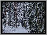 Las, Ścieżka, Śnieg, Drzewa, Zima
