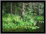 Las, Rzeka, Drzewa, Krzewy
