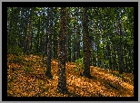 Las, Ściółka, Drzewa