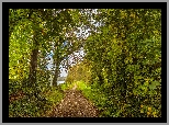 Las, Zielone, Drzewa, Ścieżka