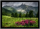 Góry, Las, Drzewa, Łąka, Krzewy, Różanecznik, Azalie