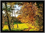 Jesień, Las, Drzewa, Trawa, Ścieżka, Słoneczny, Dzień