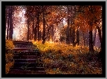 Las, Liście, Jesień, Schodki