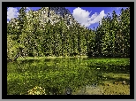 Las, Zielone, Drzewa, Jezioro, Góry