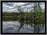 Jezioro, Las, Rośliny
