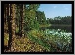 Las, Sosnowy, Jezioro, Szuwary