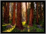 Las, Drzewa, Sekwoje, Park Narodowy Sekwoi, Kalifornia, Stany Zjednoczone