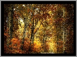 Las, Jesień, Drzewa, Kolorowe, Liście
