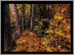 Las, Ścieżka, Krzewy, Jesień