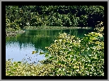 Las, Jezioro, Krzewy, Lato