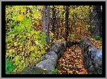 Las, Ścieżka, Drzewa, Liście, Jesień
